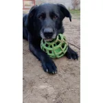 JoyBall - Többfunkciós labda - Világoszöld