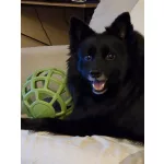 JoyBall - Többfunkciós labda - Világoszöld