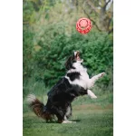 JoyBall - Többfunkciós labda - Rózsaszín