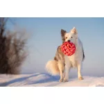 JoyBall - Többfunkciós labda - Rózsaszín