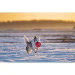 JoyBall - Többfunkciós labda - Rózsaszín