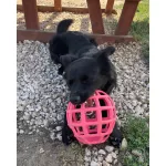 JoyBall - Többfunkciós labda - Rózsaszín